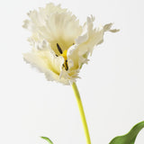 Parrot Tulip White 70cm - Pure Apotheca