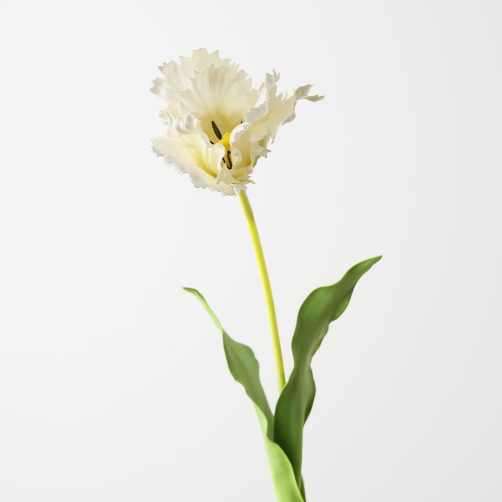 Parrot Tulip White 70cm - Pure Apotheca