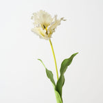 Parrot Tulip White 70cm - Pure Apotheca