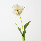 Parrot Tulip White 70cm - Pure Apotheca