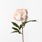 Peony Cream 64cm - Pure Apotheca