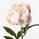 Peony Cream 64cm - Pure Apotheca