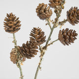 Pine Cone Stem - Pure Apotheca