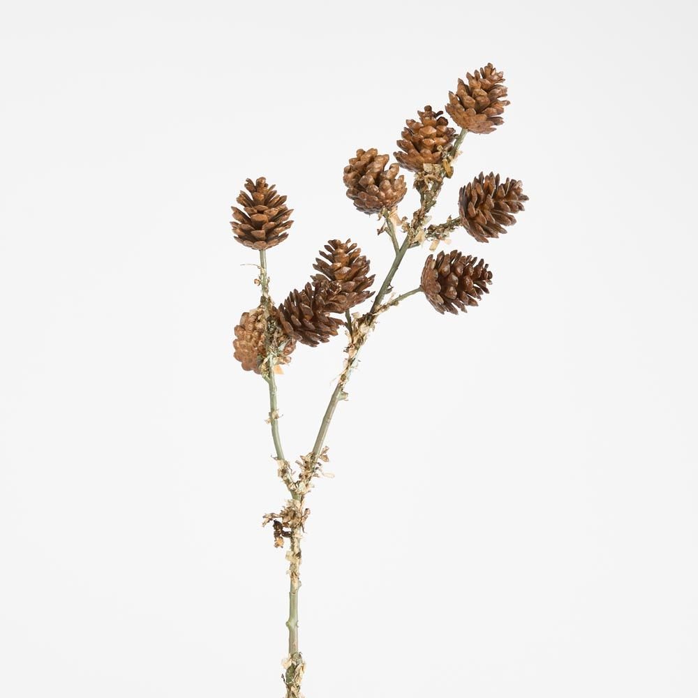 Pine Cone Stem - Pure Apotheca