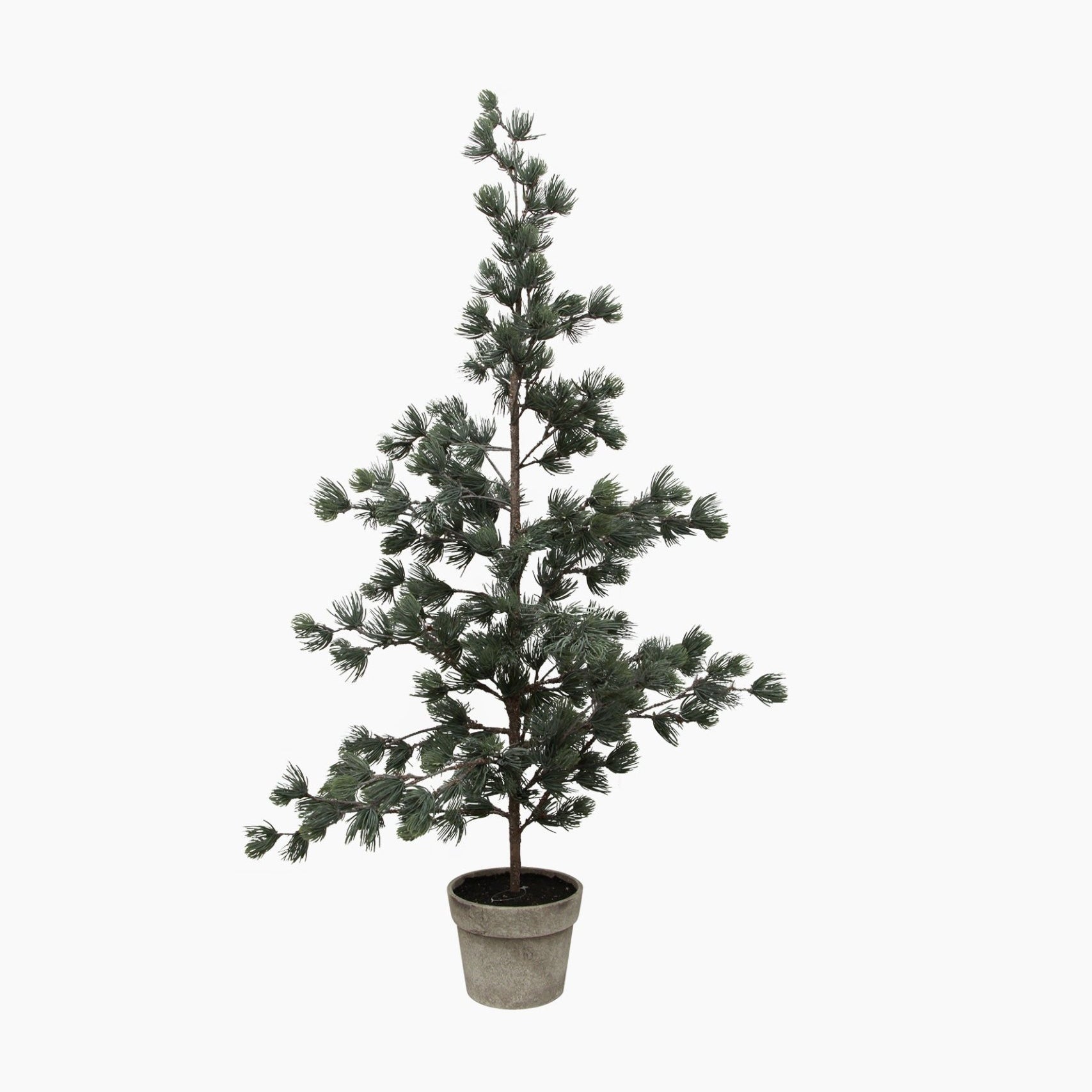 Pine Tree Dusty Large - Pure Apotheca