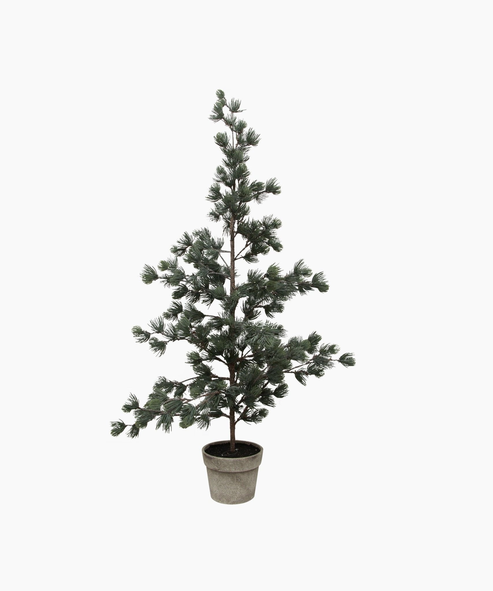 Pine Tree Dusty Large - Pure Apotheca