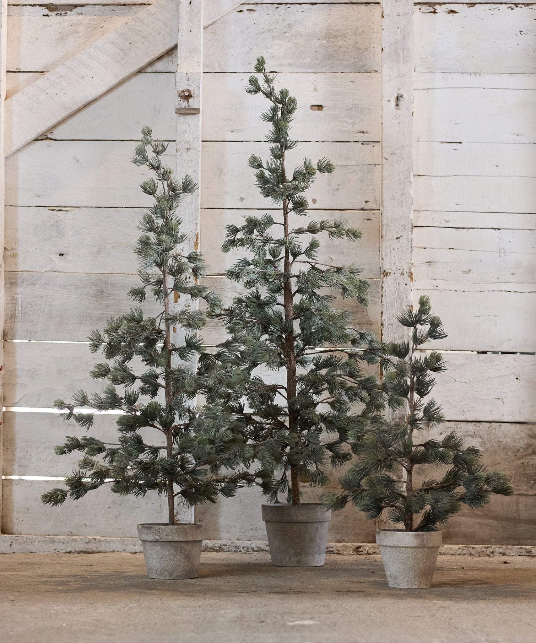 Pine Tree Dusty Large - Pure Apotheca