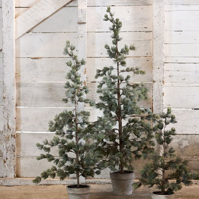 Pine Tree Dusty Medium - Pure Apotheca