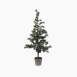 Pine Tree Dusty Medium - Pure Apotheca