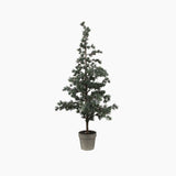 Pine Tree Dusty Medium - Pure Apotheca