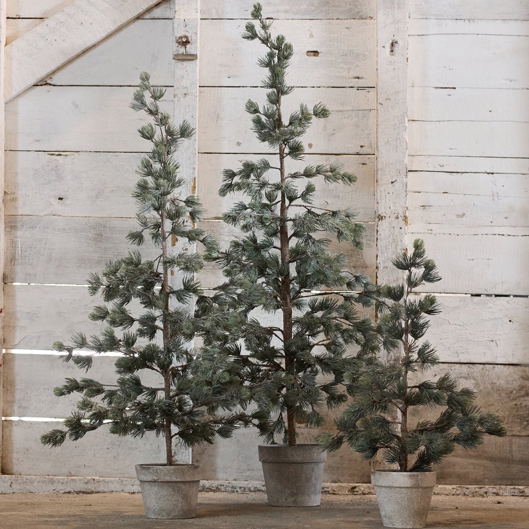 Pine Tree Dusty Small - Pure Apotheca