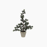 Pine Tree Dusty Small - Pure Apotheca