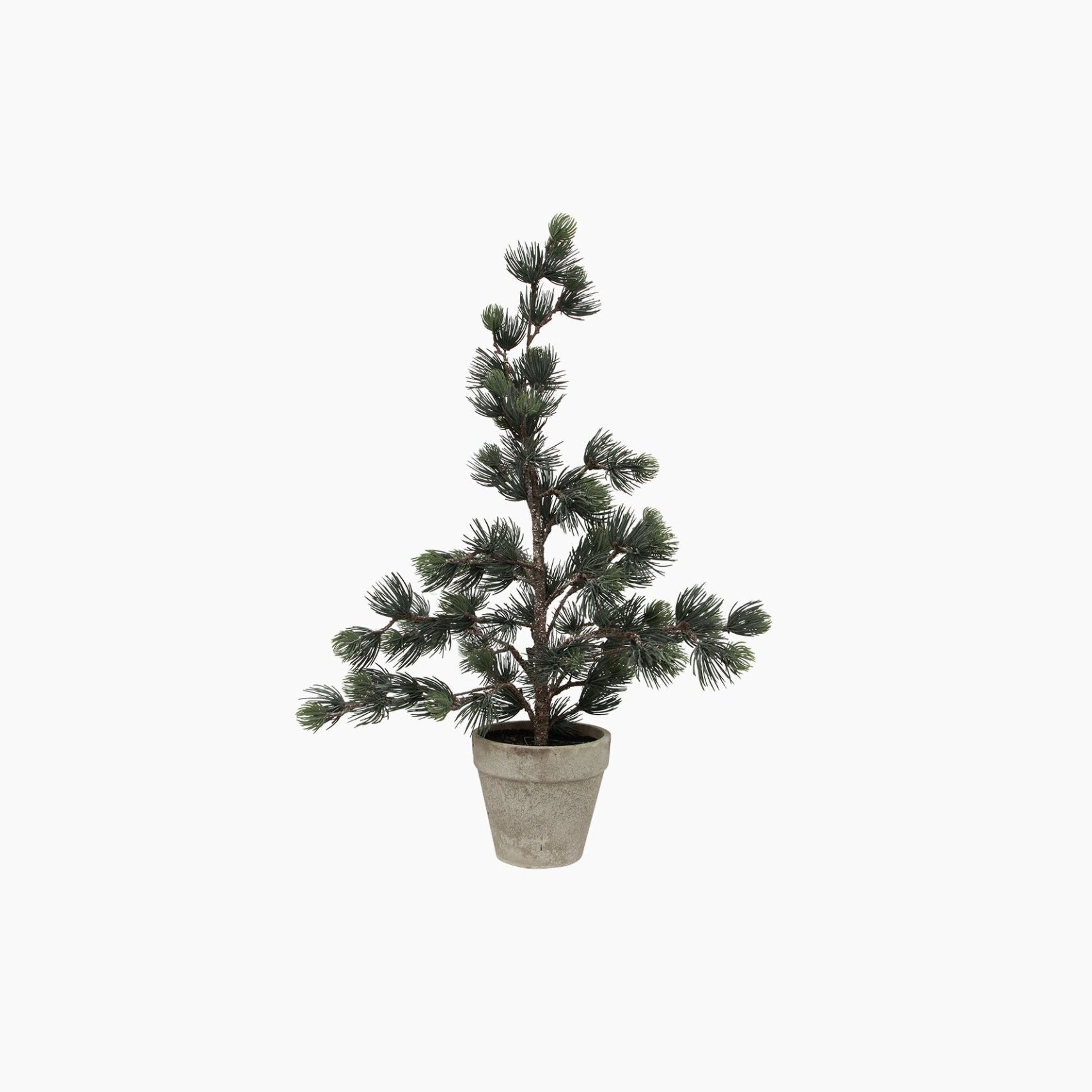 Pine Tree Dusty Small - Pure Apotheca