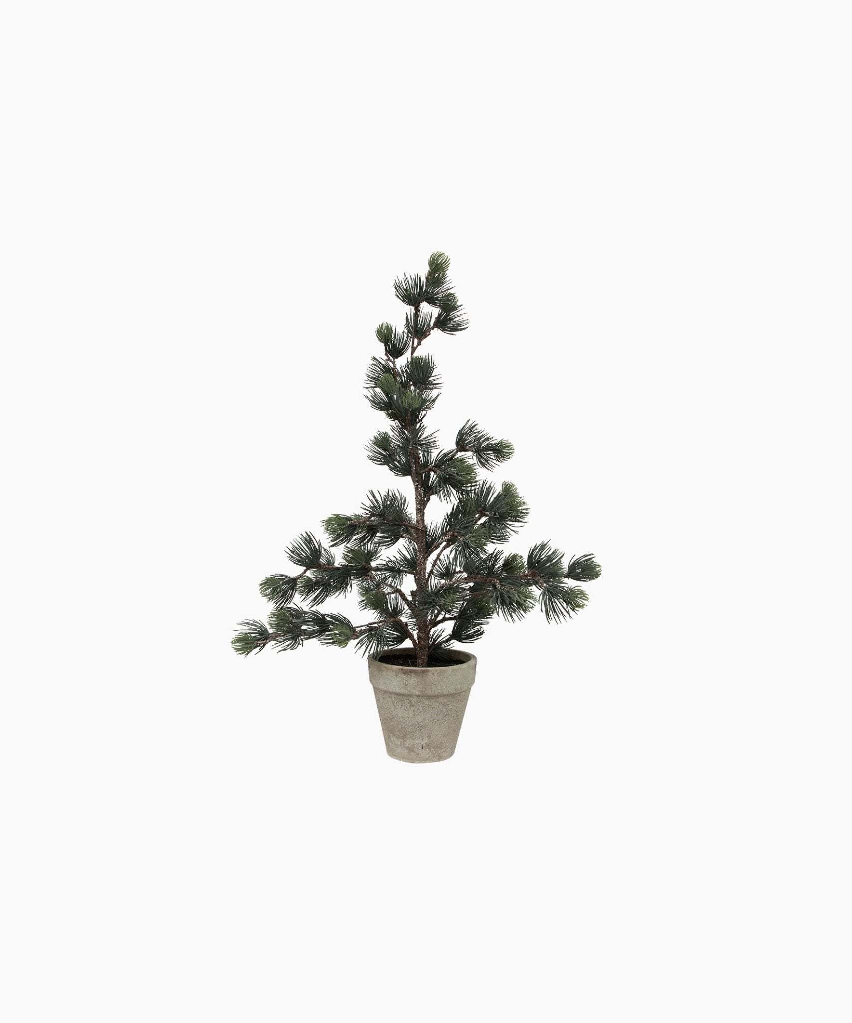 Pine Tree Dusty Small - Pure Apotheca