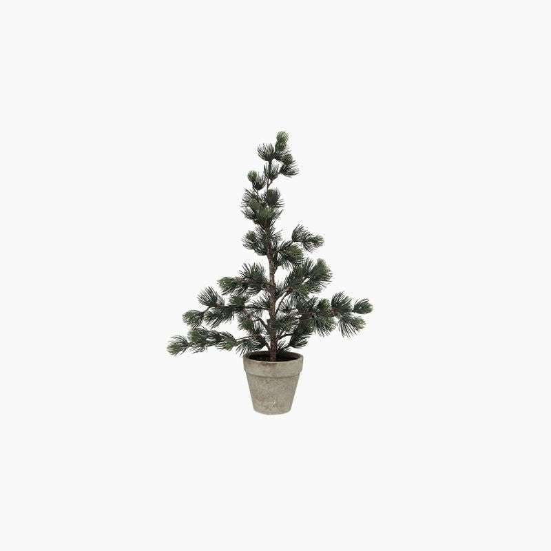Pine Tree Dusty X - Small - Pure Apotheca