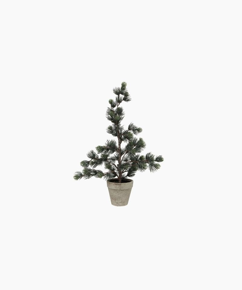 Pine Tree Dusty X - Small - Pure Apotheca