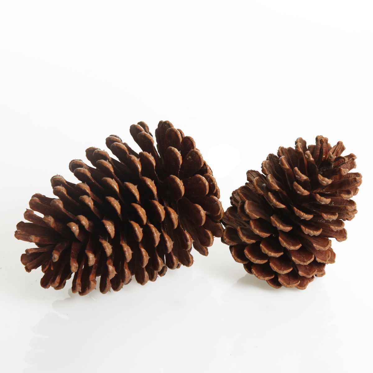 Pinecone Raw Natural 1pc - Pure Apotheca