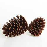 Pinecone Raw Natural 1pc - Pure Apotheca
