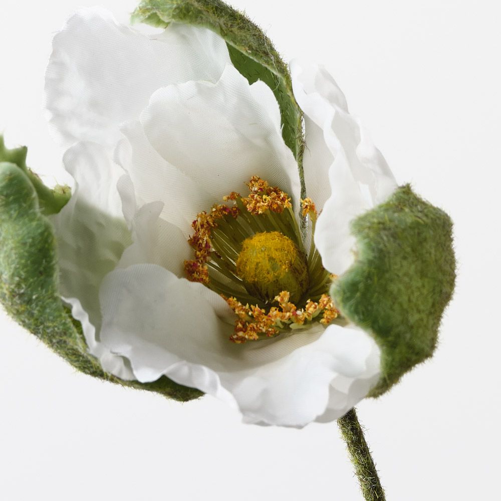 Poppy Bud White 79cm - Pure Apotheca
