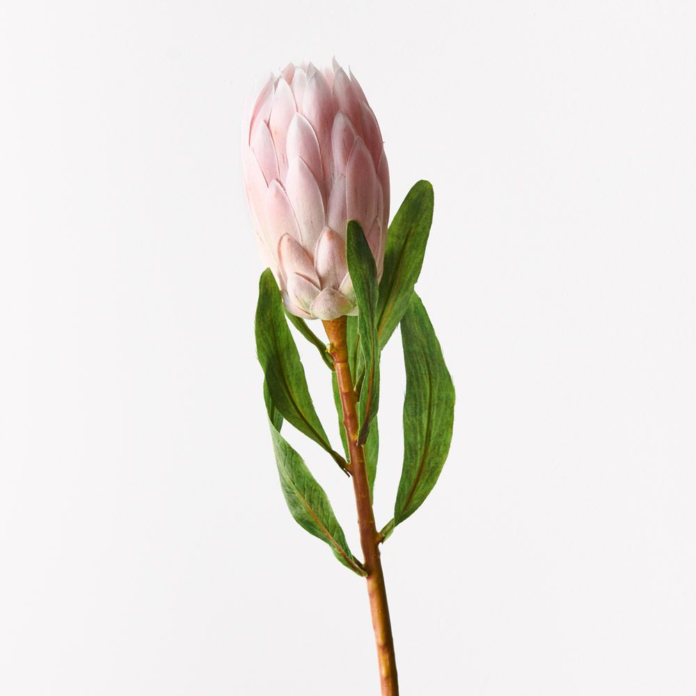 Protea Queen Light Pink 66cm - Pure Apotheca