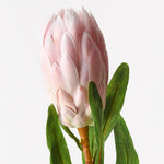 Protea Queen Light Pink 66cm - Pure Apotheca
