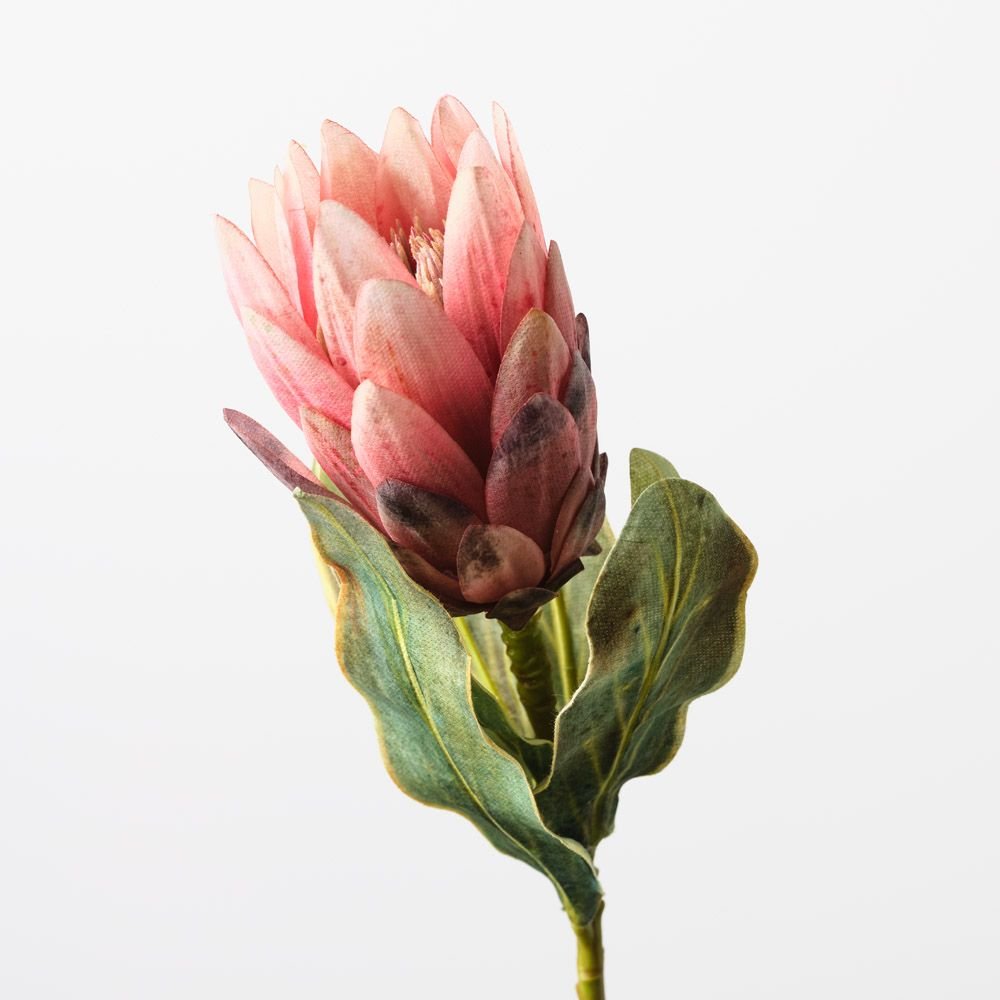Queen Protea Pink 57cm - Pure Apotheca