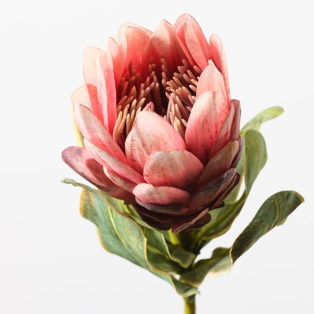 Queen Protea Pink 57cm - Pure Apotheca
