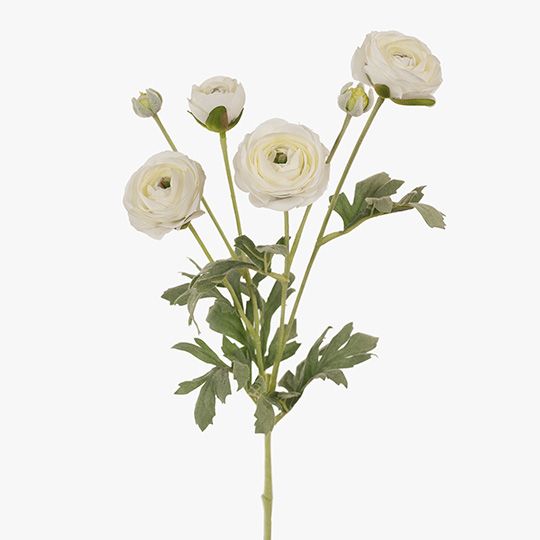 Ranunculus Spray White 67cm - Pure Apotheca