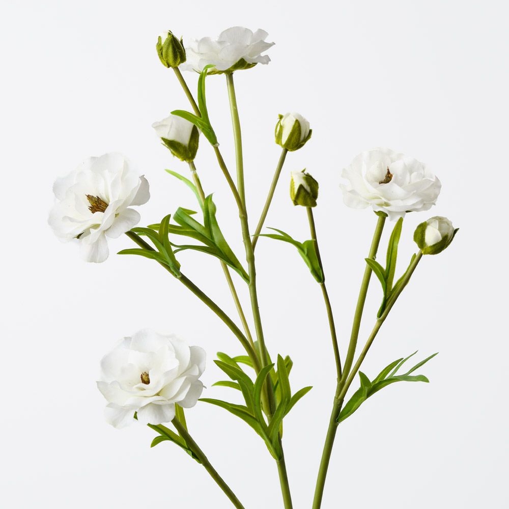 Ranunculus Spray White 72cm - Pure Apotheca