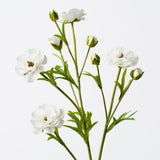Ranunculus Spray White 72cm - Pure Apotheca