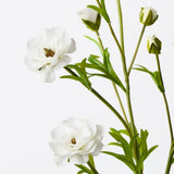Ranunculus Spray White 72cm - Pure Apotheca