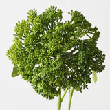 Skimmia Green 29cm - Pure Apotheca