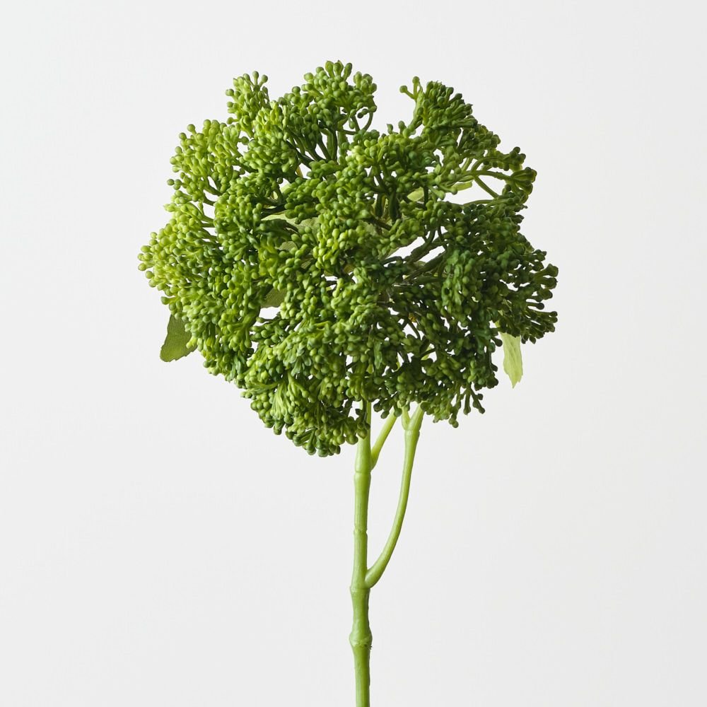 Skimmia Green 29cm - Pure Apotheca