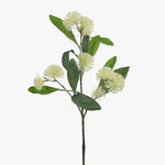 Sweet Gum Blossom Cream 71cm - Pure Apotheca