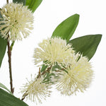 Sweet Gum Blossom Cream 71cm - Pure Apotheca