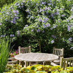 The Gardens of the Hamptons - Pure Apotheca