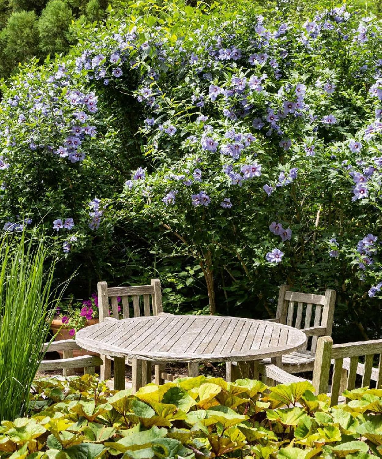 The Gardens of the Hamptons - Pure Apotheca
