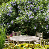 The Gardens of the Hamptons - Pure Apotheca