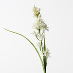 Tuberose Cream 76cm - Pure Apotheca