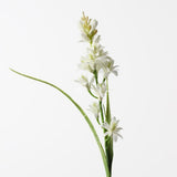 Tuberose Cream 76cm - Pure Apotheca