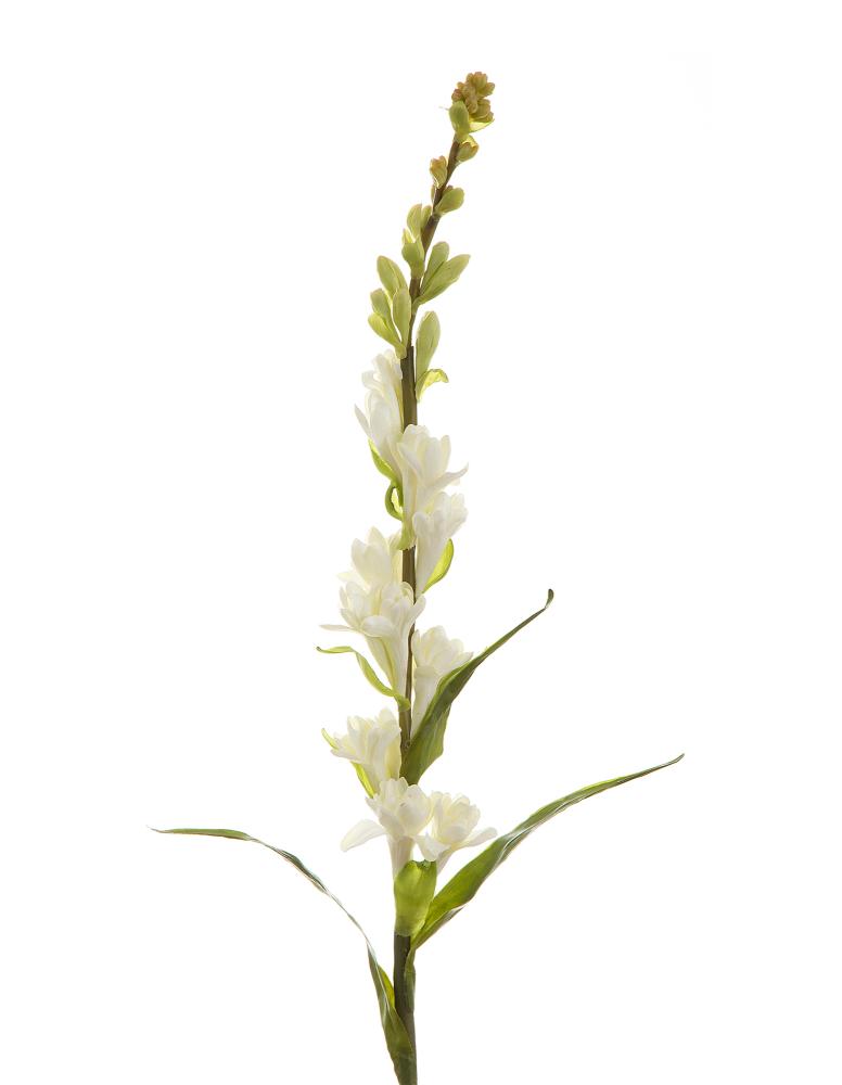 Tuberose Cream 76cm - Pure Apotheca