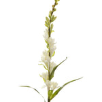 Tuberose Cream 76cm - Pure Apotheca
