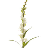 Tuberose Cream 76cm - Pure Apotheca