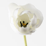 Tulip Hybrid White 71cm - Pure Apotheca