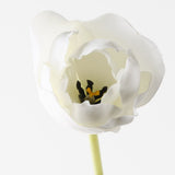 Tulip Hybrid White 71cm - Pure Apotheca