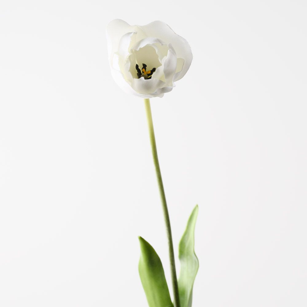 Tulip Hybrid White 71cm - Pure Apotheca