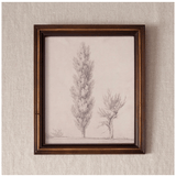 Vintage Poplar Tree Sketch Wall Art - Pure Apotheca