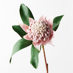 Waratah Light Pink 45cm - Pure Apotheca