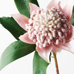 Waratah Light Pink 45cm - Pure Apotheca