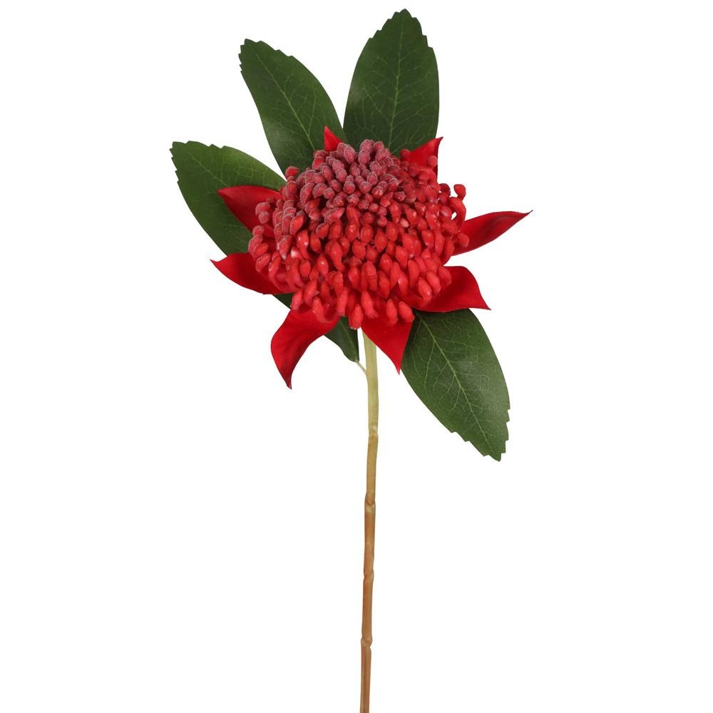 Waratah Red 50cm - Pure Apotheca